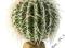 Komodo Barrel Cactus