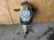 MŁOT SPALINOWY WYBURZENIOWY WACKER NEUSON BH23
