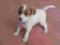 Jack Russell Terrier szczenięta z rodowodem FCI