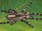 ProSpiders - Poecilotheria regalis L3/4