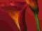 Plakat obraz 40x50 Red Calla Lilies WG04057