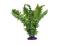 Roślina paproć Boston Fern 36cm Komodo