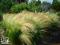 Ostnica mocna 'Pony Tails' Stipa tenuissima P9