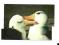 Pocztówka - Albatrosy czarnobrewe / portret ptaków