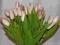 Kwiaty na dzień kobiet Bukiet Tulipany