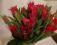 Kwiaty na dzień kobiet Bukiet Tulipany