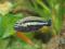 Pyszczak melanochromis auratus samiec