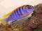 Pyszczak Labidochromis Hongi samiec