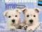 WEST HIGHLAND WHITE TERRIER PUPPIES 2015 MINI