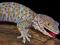 Gekon toke (Gekko gecko) W-WA URSYNÓW