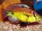 Haplochromis AENEOCOLOR Yellow Belly- MALAWI Śląsk