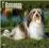 HAVANESE 2015 WALL CALENDAR