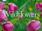 AUDUBON WILDFLOWERS CALENDAR 2015