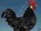 POULTRY BREEDS AND MANAGEMENT: INTRODUCTORY GUIDE