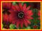 Osteospermum 'Deep Red' -DUŻE SADZONKI !!-