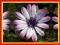 Osteospermum 'Rose Bicolor' -DUŻE SADZONKI !!-