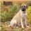 MASTIFFS 2015 WALL CALENDAR