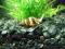 Helenka -Zjada małe ślimaki z akwarium