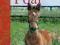 YOUR FIRST FOAL: HORSE BREEDING FOR BEGINNERS
