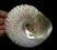 muszla morska Trochus niloticus (perłowy) duża