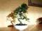 Bonsai Karmona