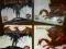 Dragon Age 1+2 Ps3