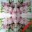 Serwetki do decoupage NR 393 - 2szt.-WIOSNA