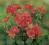 Pelargonia rabatowa Grandeur Classic Coral