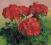 Pelargonia rabatowa Grandeur Classic Fire