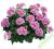 Pelargonia rabatowa Grandeur C.Light Pink Splash