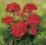 Pelargonia rabatowa Grandeur Classic Red