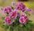 Pelargonia rabatowa Grandeur Classic Violet Splash