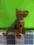 Scooby Doo duża maskotka pies - wys. 60 cm