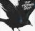 Fat Freddy's Drop - Blackbird | Plays