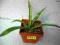 Kaktusy Sansevieria parva nr 5961 w don 7x7cm