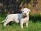 American Staffordshire Terrier, Amstaff, Champion