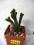 Kaktusy Crassula piramidalis n5313 don5,5cm