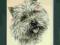 CAIRN TERRIER ORYGINALNA RYCINA PIES