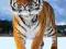 Tygrys na sniegu - plakat
