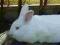 króliki królik Nowozeland NOWOZELANDY SAMCE,SAMICE