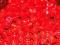 Czerwony Groszek LEGO Red 1x1 Round x100 szt NOWE