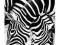 Plakat obraz 60x80 Two Zebras WG08120