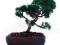 Jałowiec chiński - bonsai outdoor