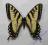 Paź Papilio canadensis z Kanady