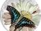 HIT!! 2015 Guinea Mariposas Exoticas - Motyl 3D