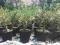 Toskania DRZEWKO OLIWNE bonsai wys.40cm Plantacja