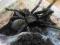 SpiderDelux haplopelma Big black samica