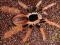 SpiderDelux Megaphobema robustum samica