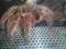 Grammostola rosea red L2/3 świeże geny, GRATISY