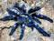 SpiderDelux poecilotheria metallica samica